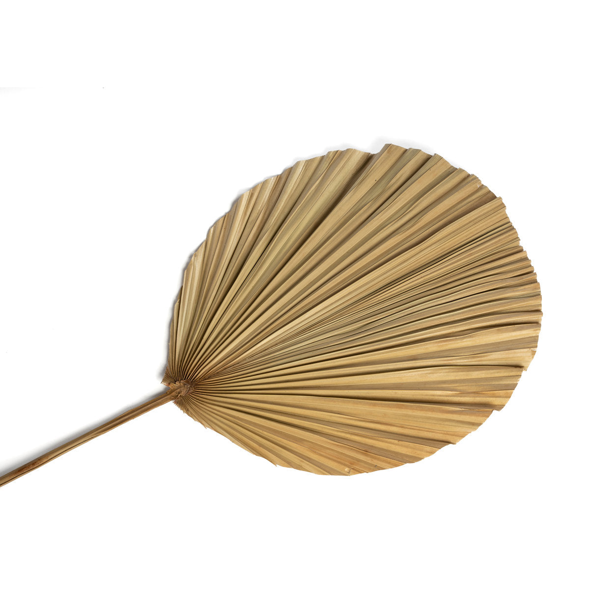 Das Rayung-Blatt - Natürlich