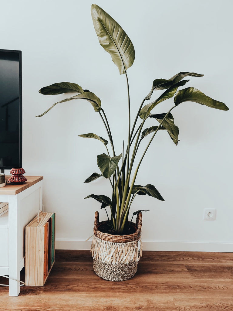 Berawa Korb Natur Raffia - S