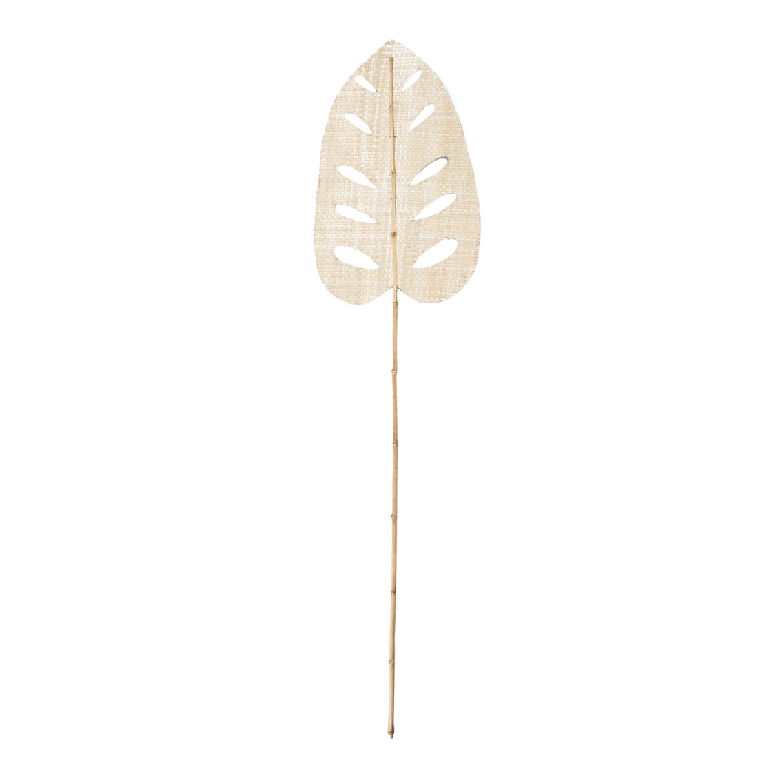 Das Blatt der Wasserhyazinthe - Natürlich